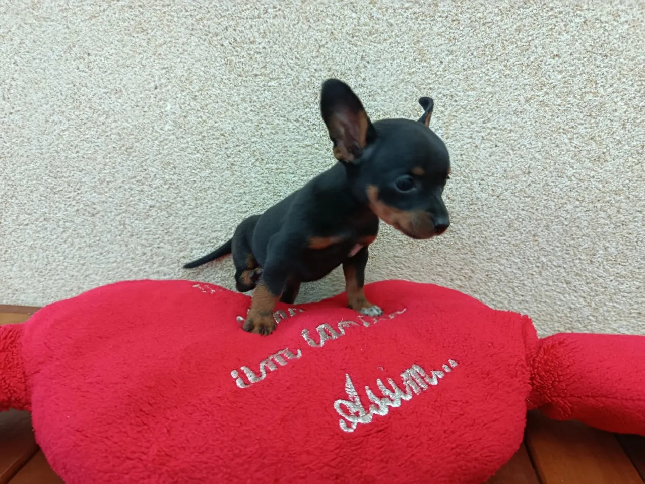 Filhote de Pinscher macho 450 fêmea 700