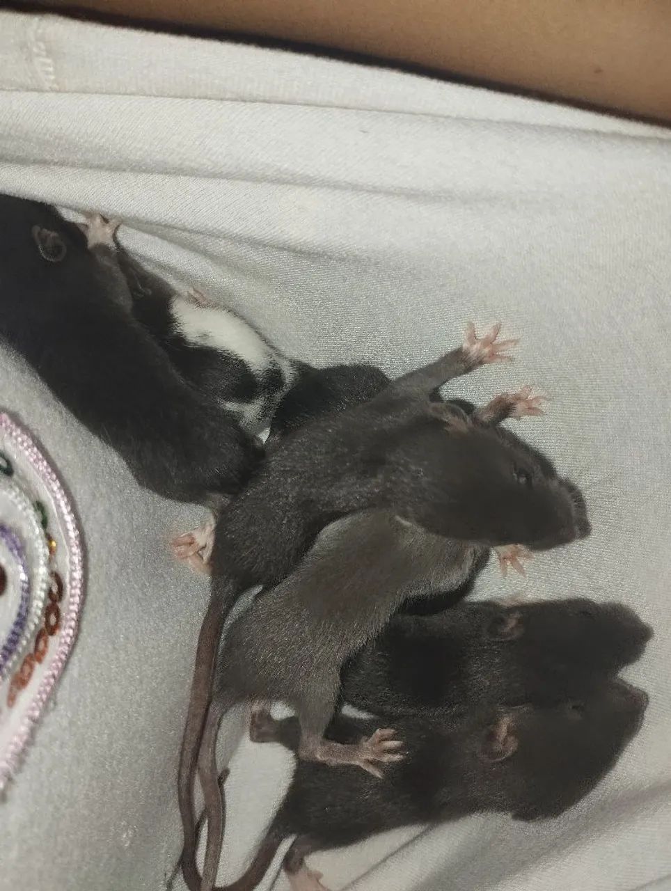 Rato Twister (Rato branco) - Foto 2