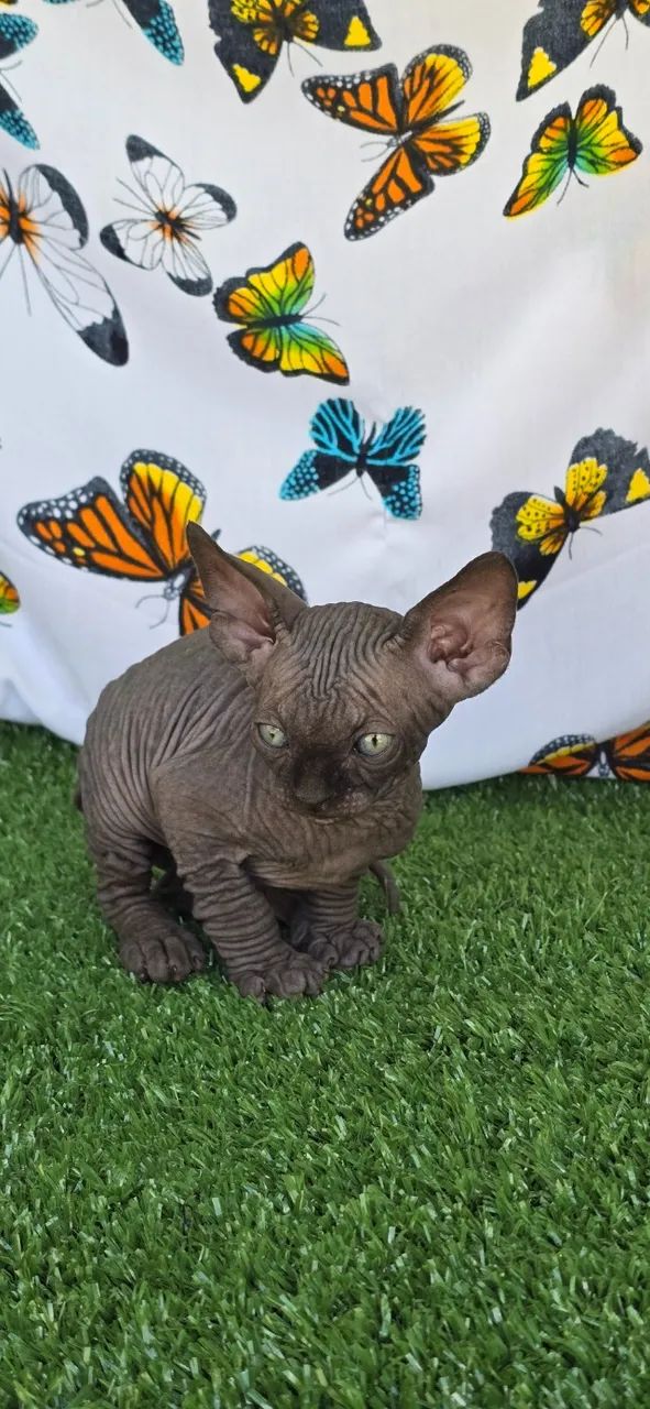 Gatil Zaidan - Filhote Gatil Sphynx - Pedigree - Genética Internacional - N1 do Brasil - Foto 4