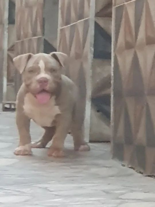 Americam.bulyy exotico - Foto 2