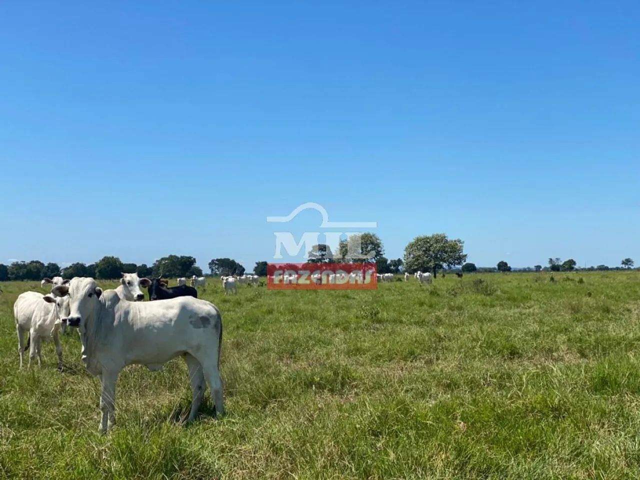 Fazenda de 750 alqueires (3500hectares) em Campinápolis - MT - Foto 2