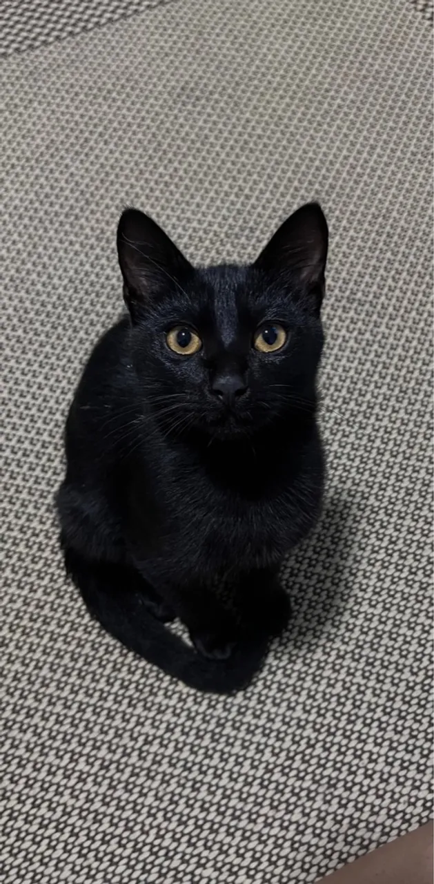 Gatinho preto adorável para adoção