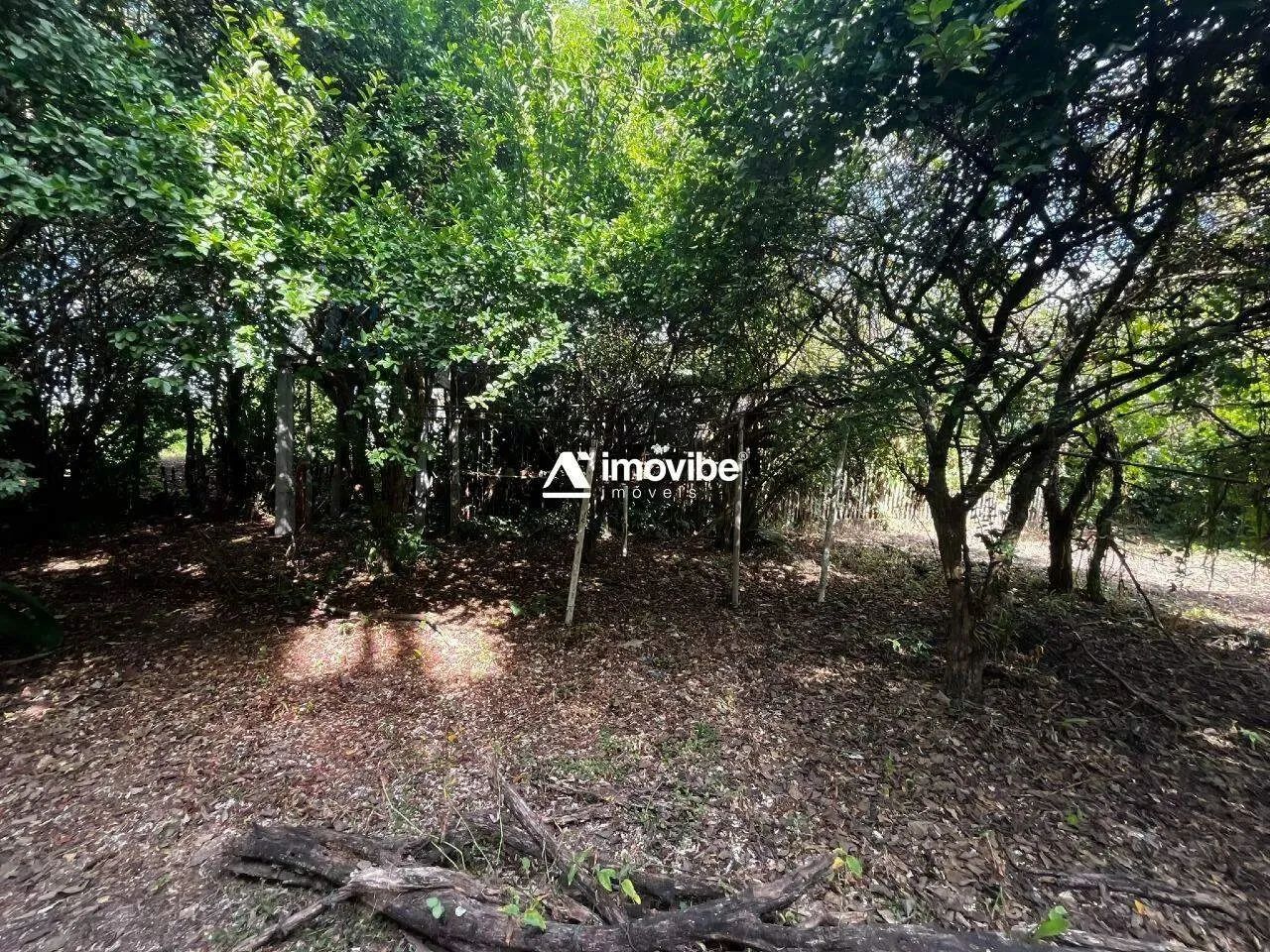 Chácara com 7.000m² com mata natural, casa 3 quartos avarandada, nascente natural - Limeir - Foto 12