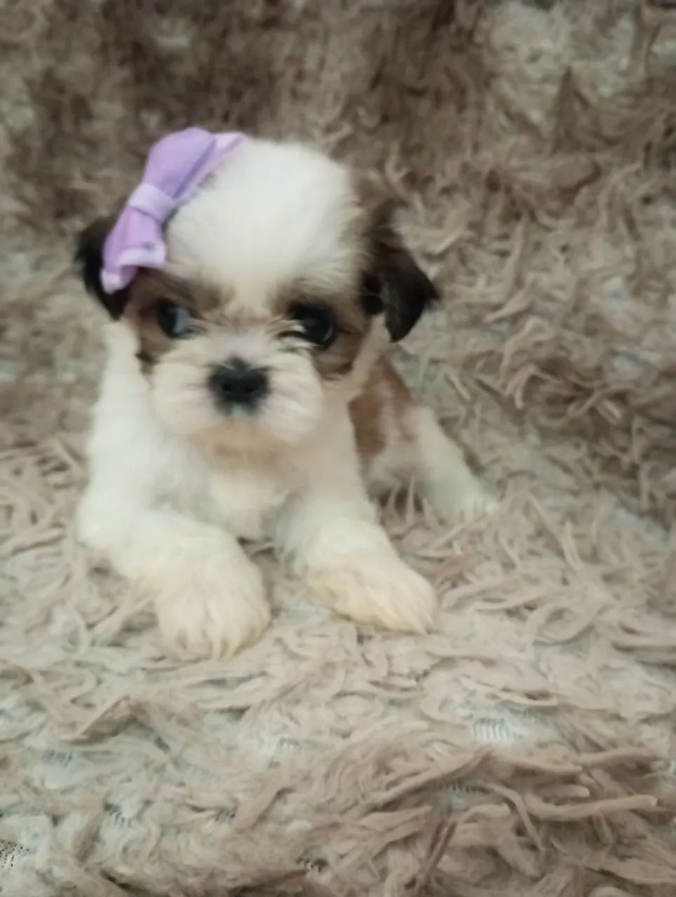 Filhote de Shih Tzu Fêmea micro - Foto 3