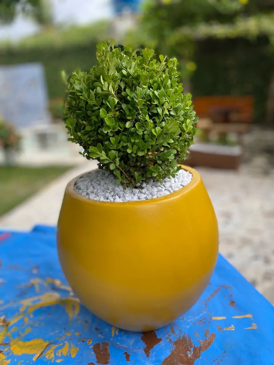 Jarro com planta - Foto 4