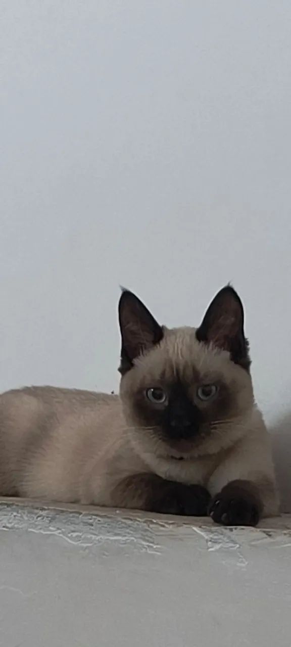 Doa se gata siamês com 4 mês  - Foto 2