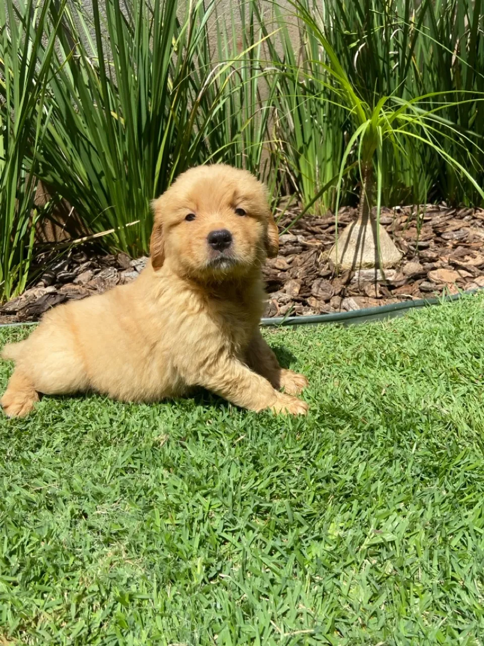 Golden Retriever Machinho com Pedigree - Alto Padrão