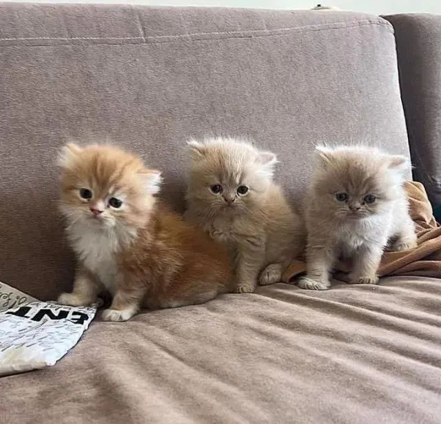 Persa Bolinhas de Pelo 