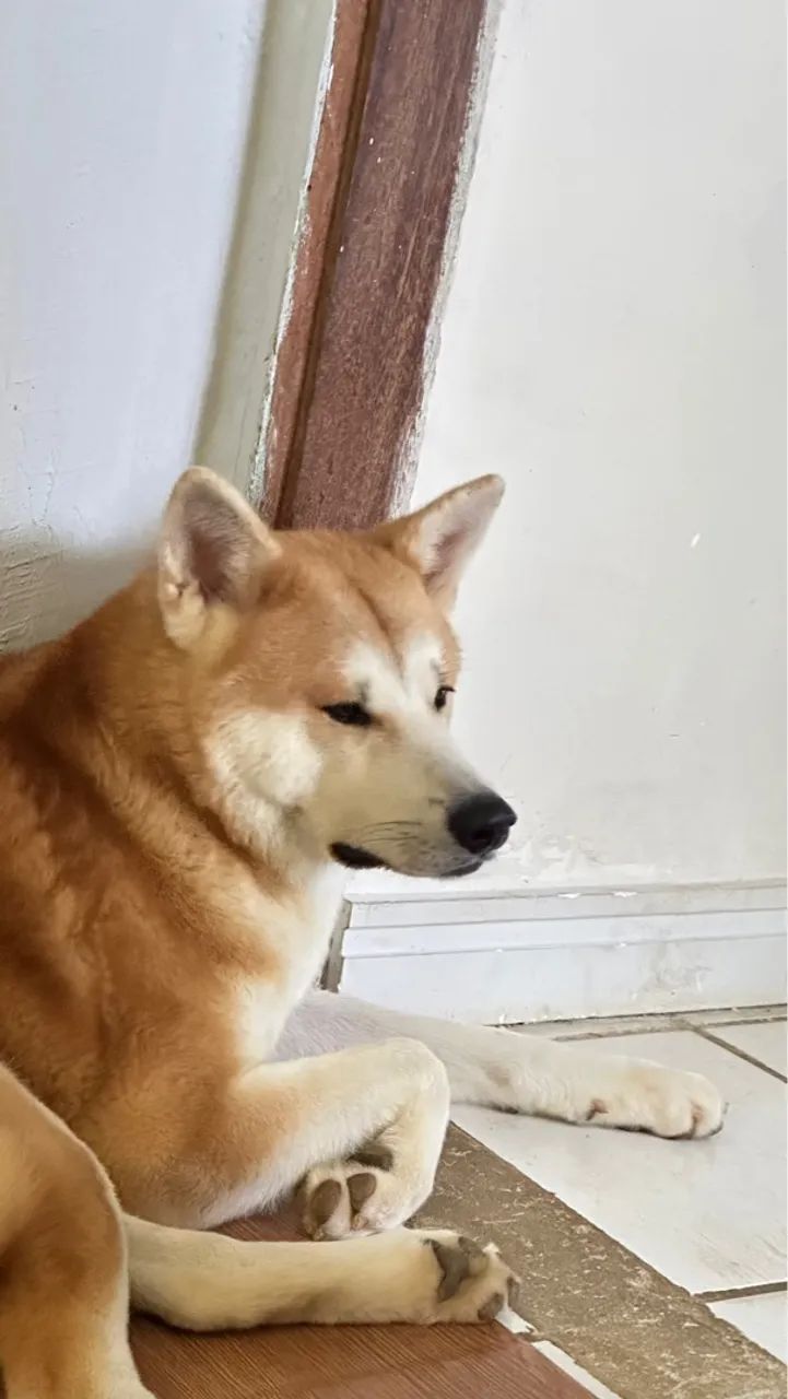 Akita Inu lindo procurando fêmea para cruzar  - Foto 4