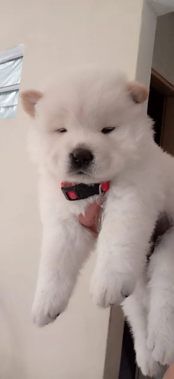 Filhote Chow Chow