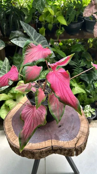 Plantas diversas  - Foto 2