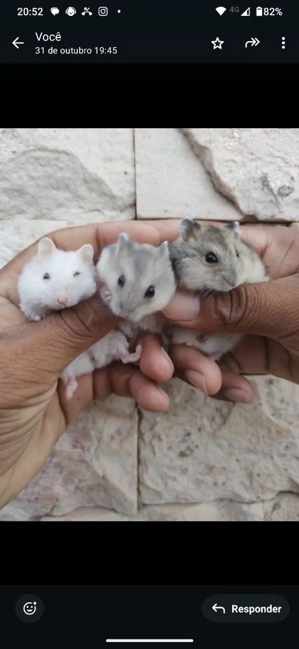 Toca Animais Pet ( Roedores) - Foto 4