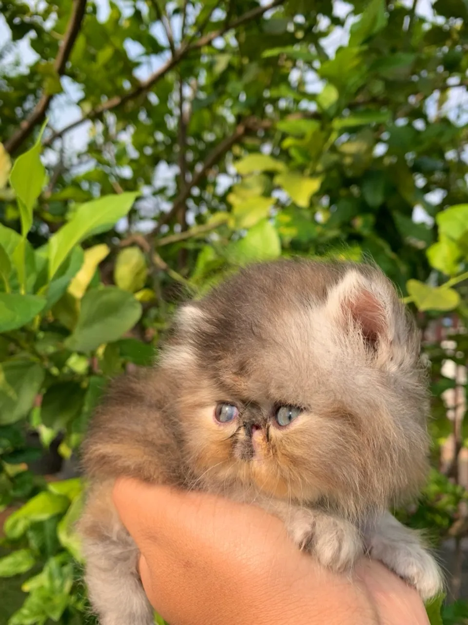 Gata Persa filhote