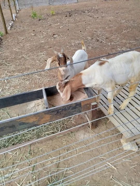 Vendo ou troco Sítio (1,6 hectares) - Foto 5