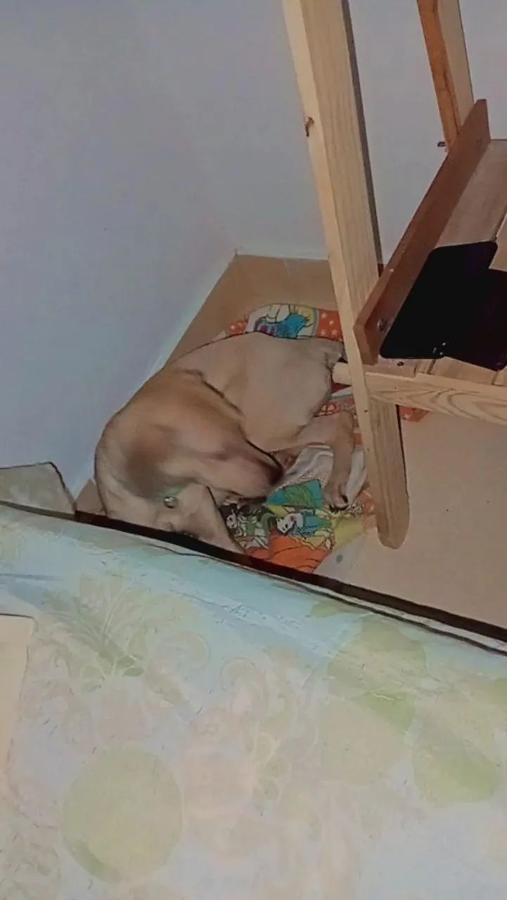 Cachorro SRD pra adoção  - Foto 4