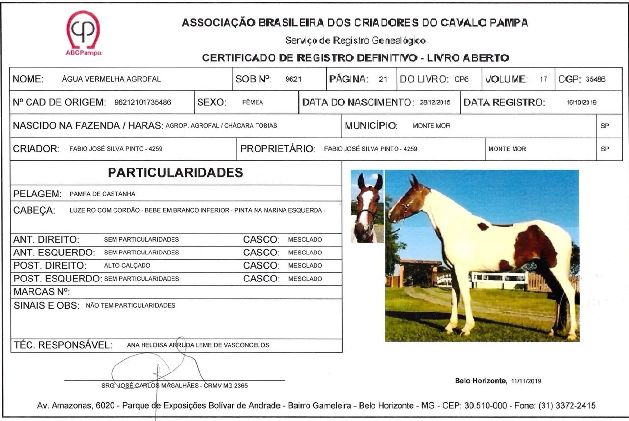 Égua mangalarga marchador registrada pampa marcha picada - Foto 4