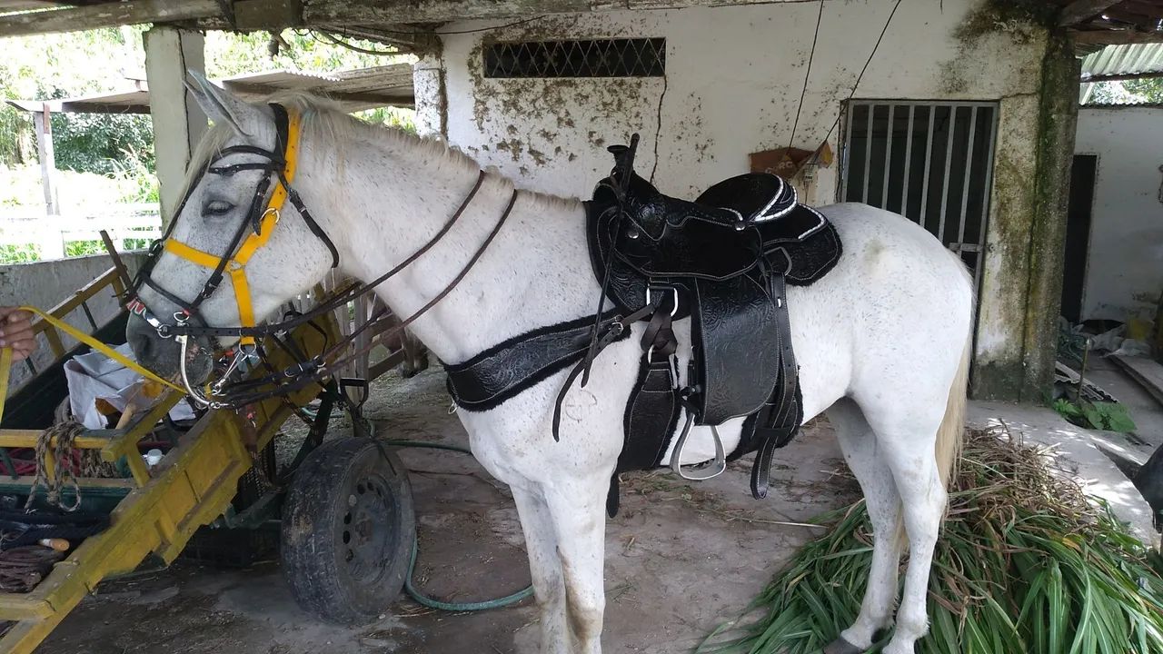 CAVALOS MANGALARGA TRÊS DE MARCHA PICADA. 