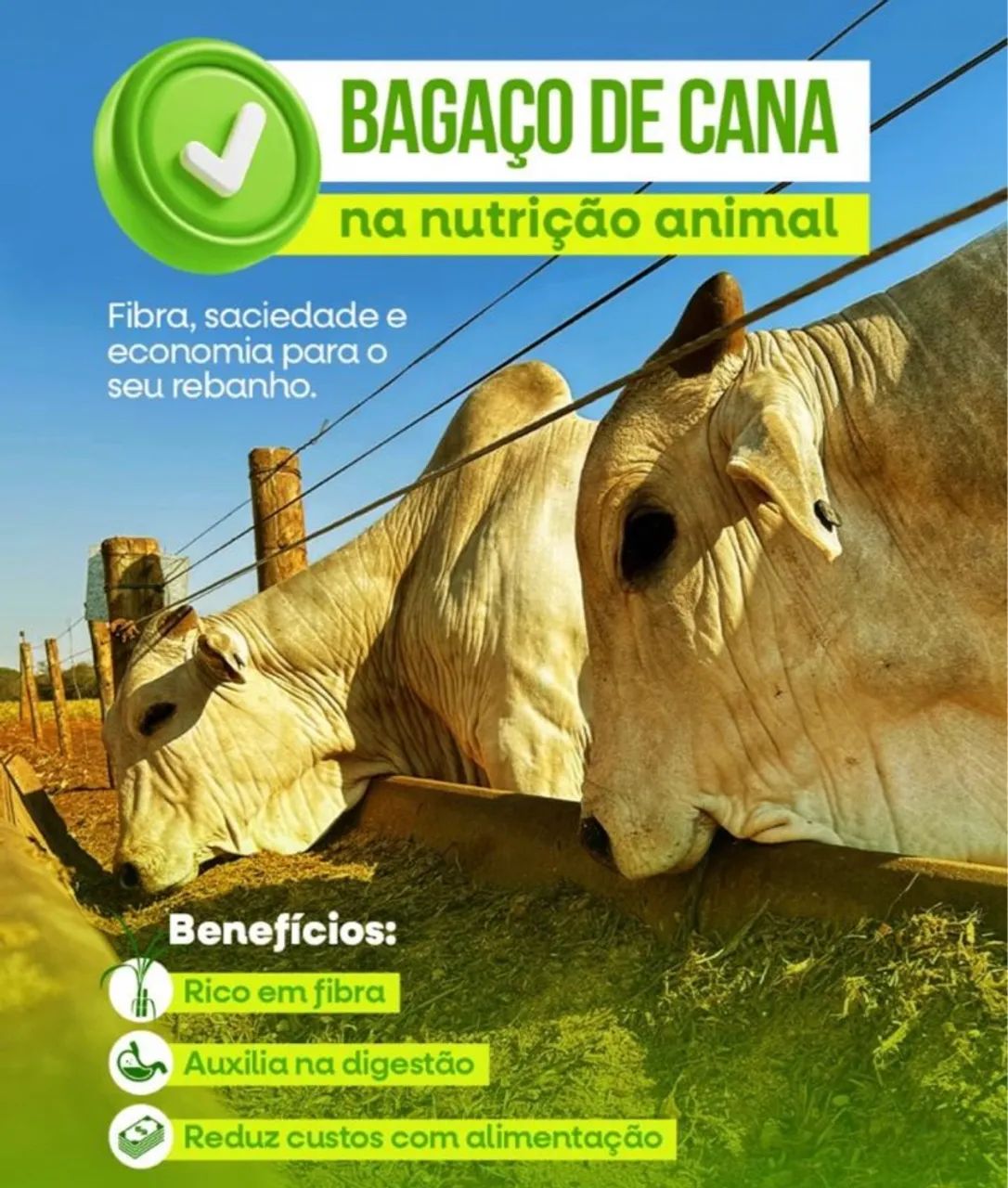 Bagaço de Cana Para Gado  - Foto 6