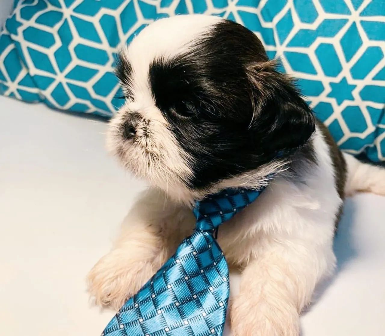 Filhote Shih Tzu - Lindíssimo - Foto 3