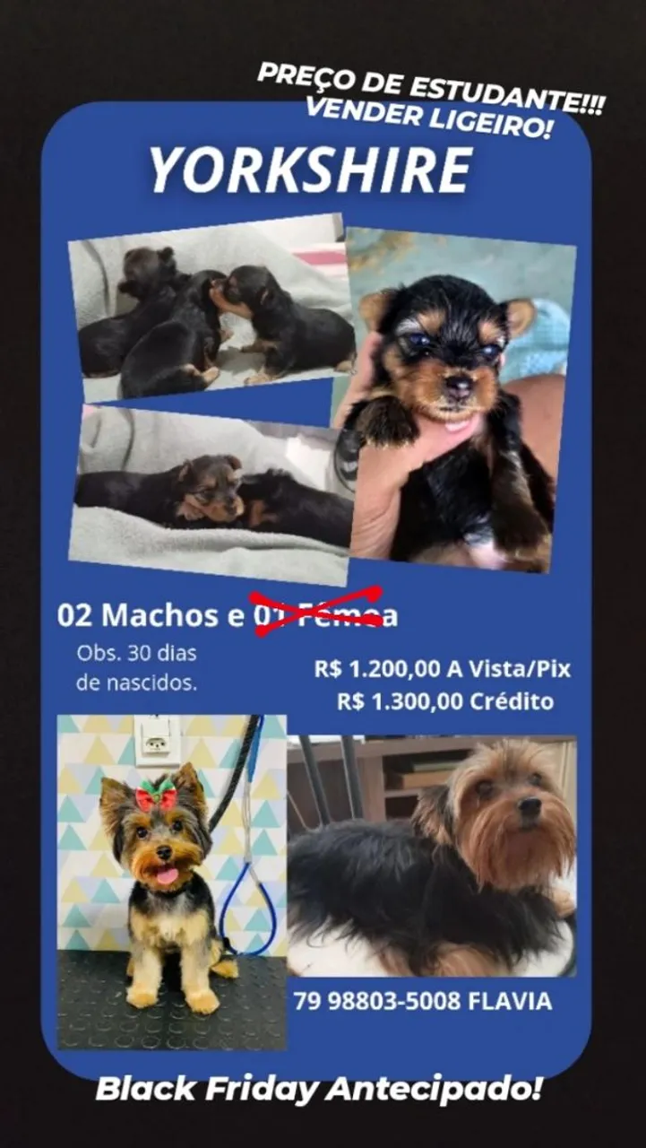 Yorkshire Terrier filhotes - Black Friday Antecipado!