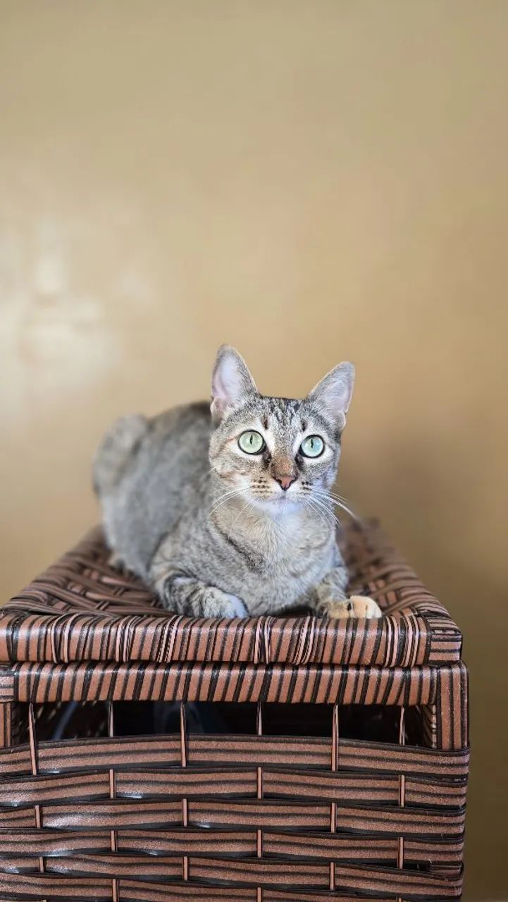 Gatinha para adoção 