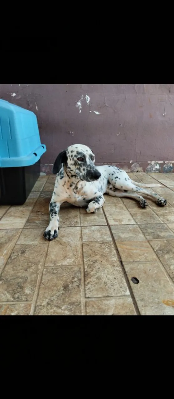  carinhoso e dócil muito companheiro.