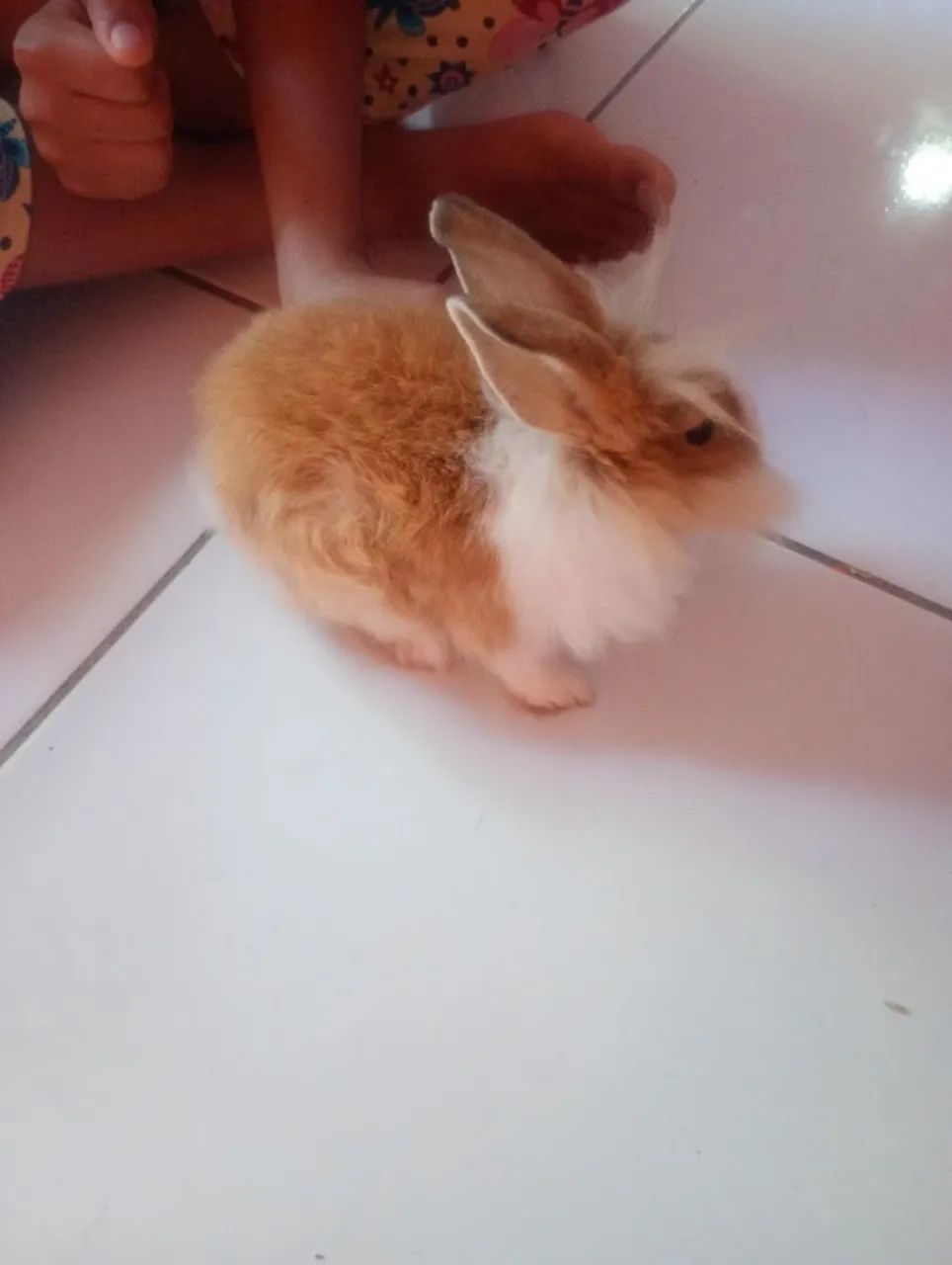 Coelhinho Angorá - Foto 5