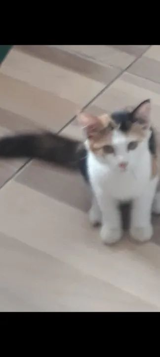 Gatinha tricolor disponível para adoção