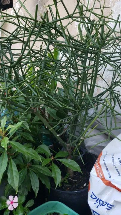 Planta verde para decoração de ambientes - Foto 3