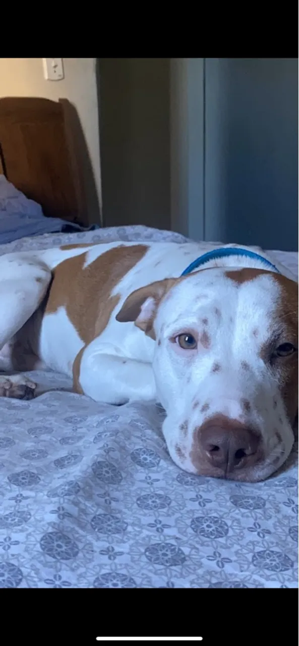 DOA-SE CASAL CACHORRO