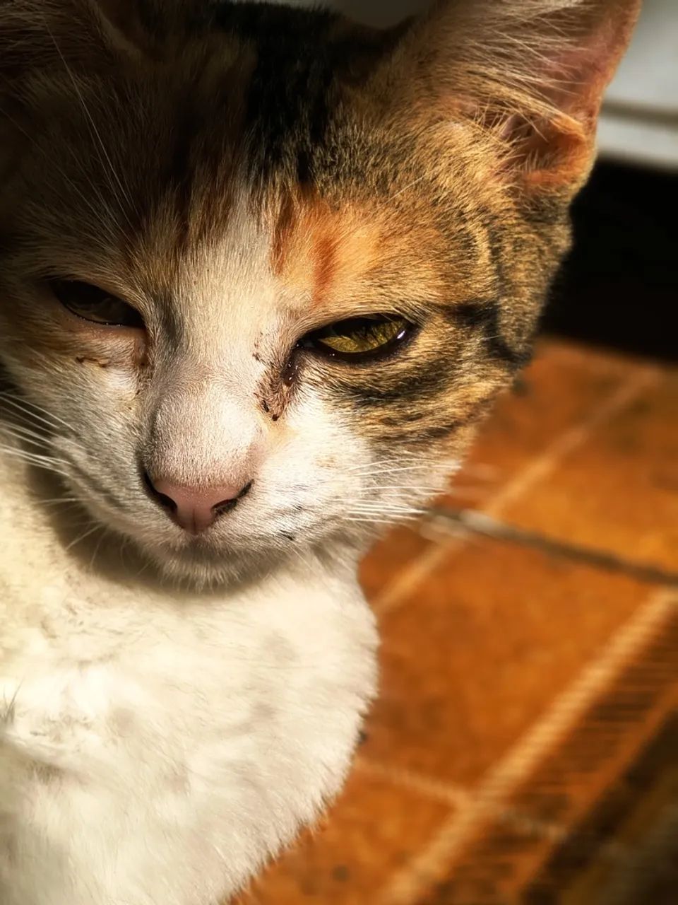 Gatinho para adoção - Foto 4