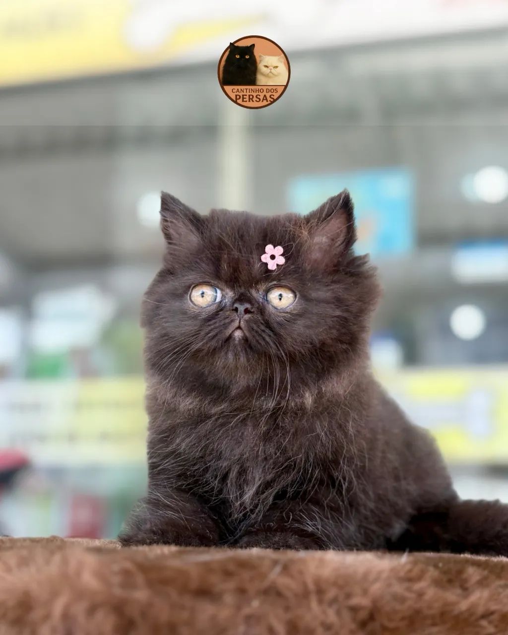 FILHOTES DE PERSA  - Foto 6