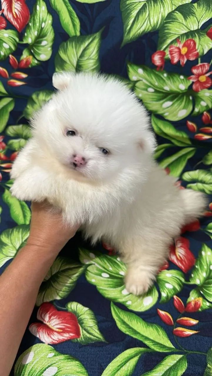 Spitz Alemão Anão Macho Disponível!! Lindo Ursinho.