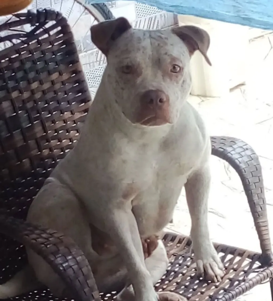 Pitbull linda para adoção