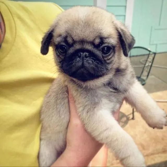 Pug maravilhoso fofo e com 2 meses 