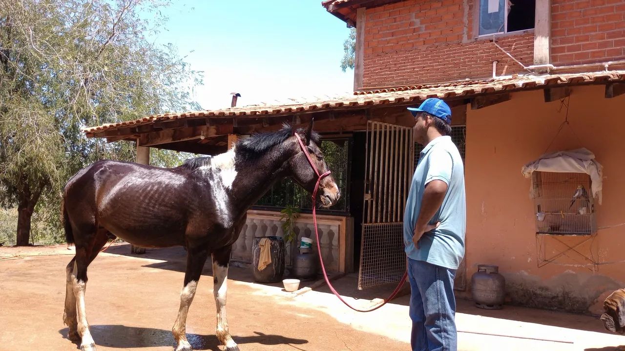 Cavalo manso - Foto 2