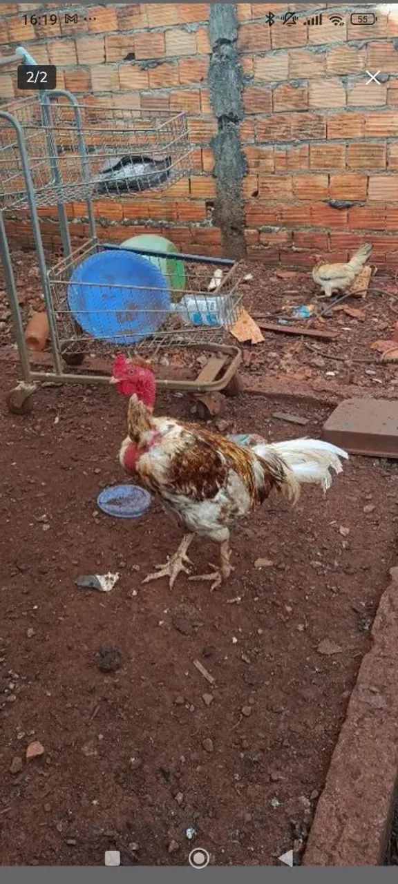 Galo índio adulto