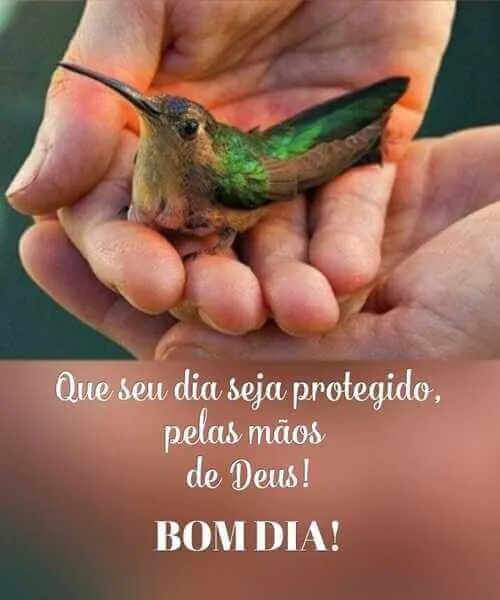 Novilhas para abate  - Foto 2