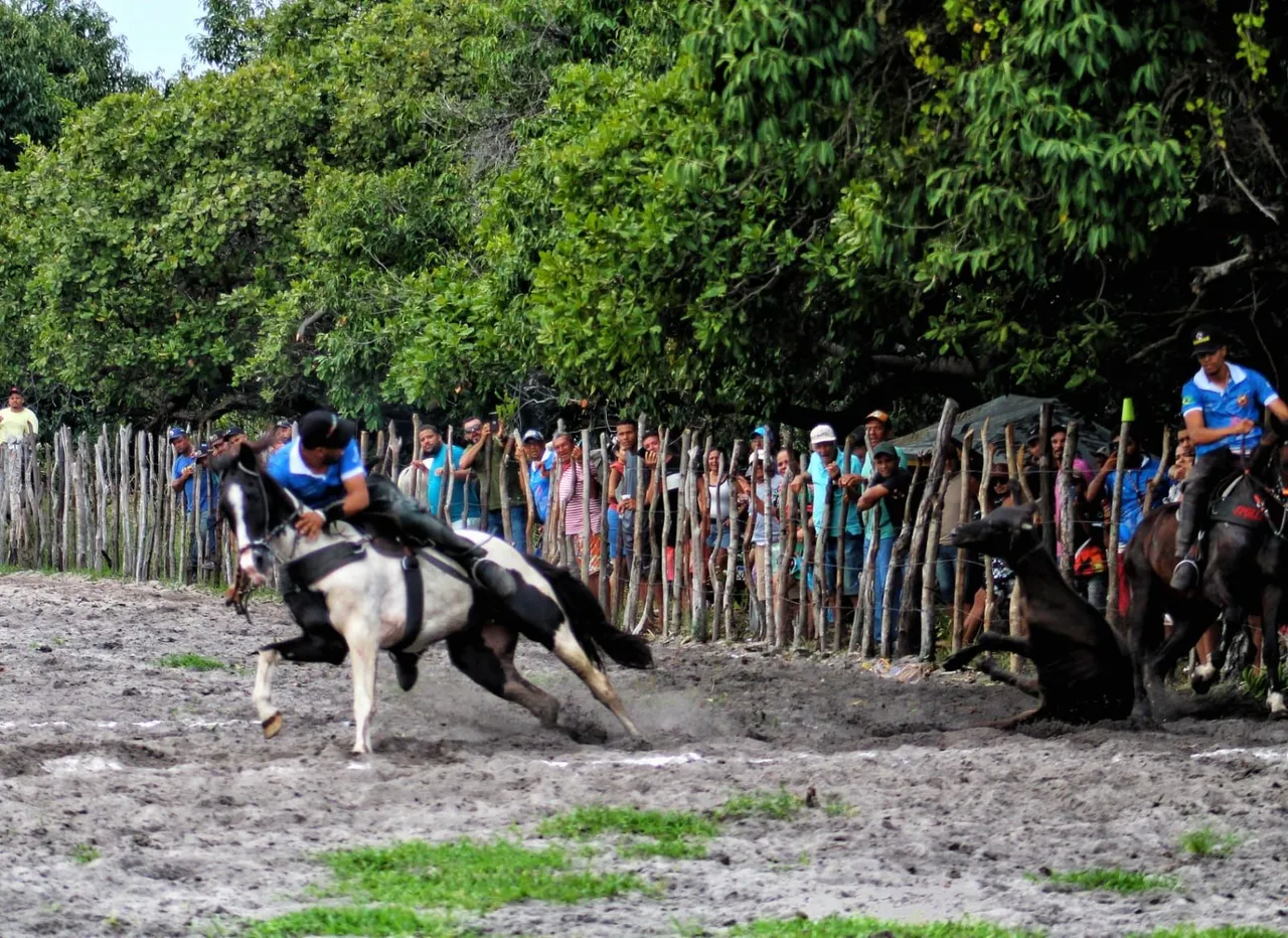 Cavalo pra venda!