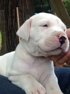 Dogo Argentino Excelente Linhagem