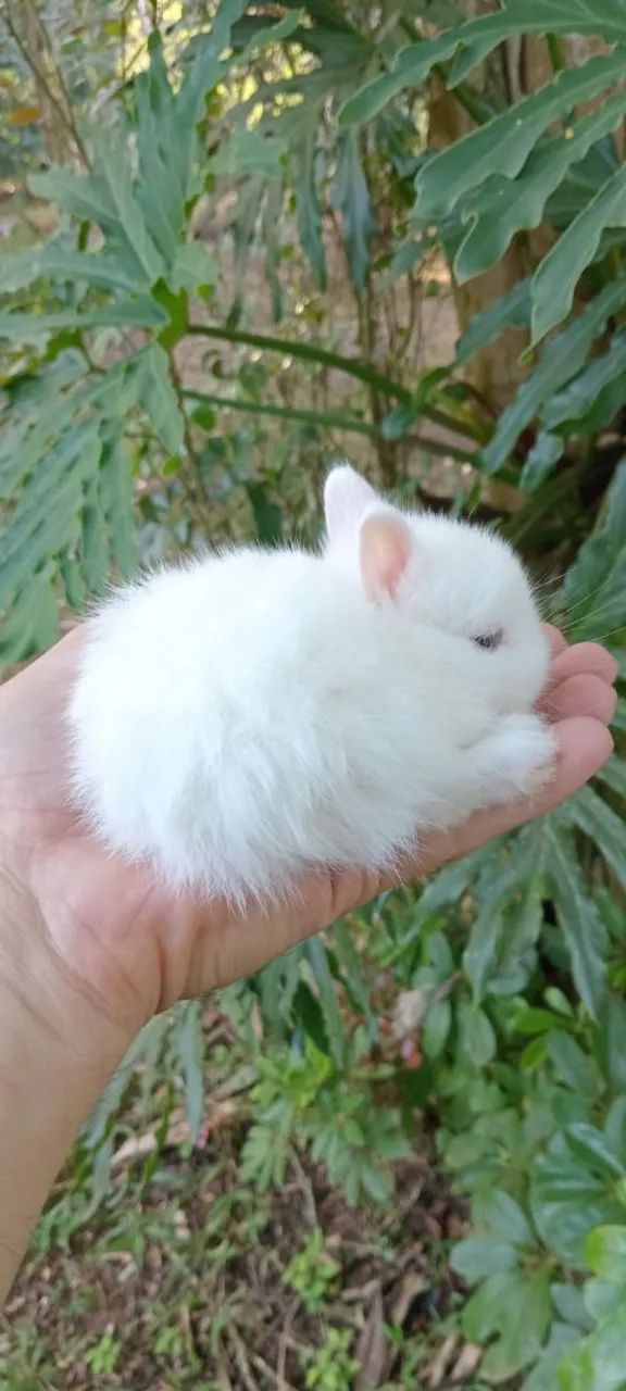 Mini coelho anão de netherland  - Foto 2