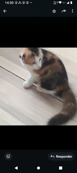 Gatinha tricolor disponível para adoção - Foto 2