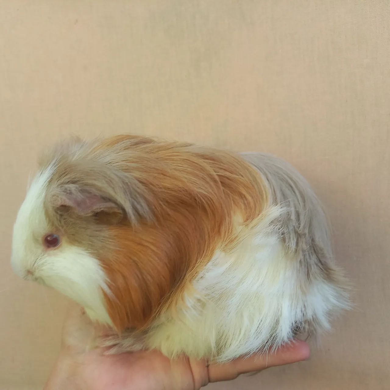 Porquinho da Índia Sheltie Macho Jovem 