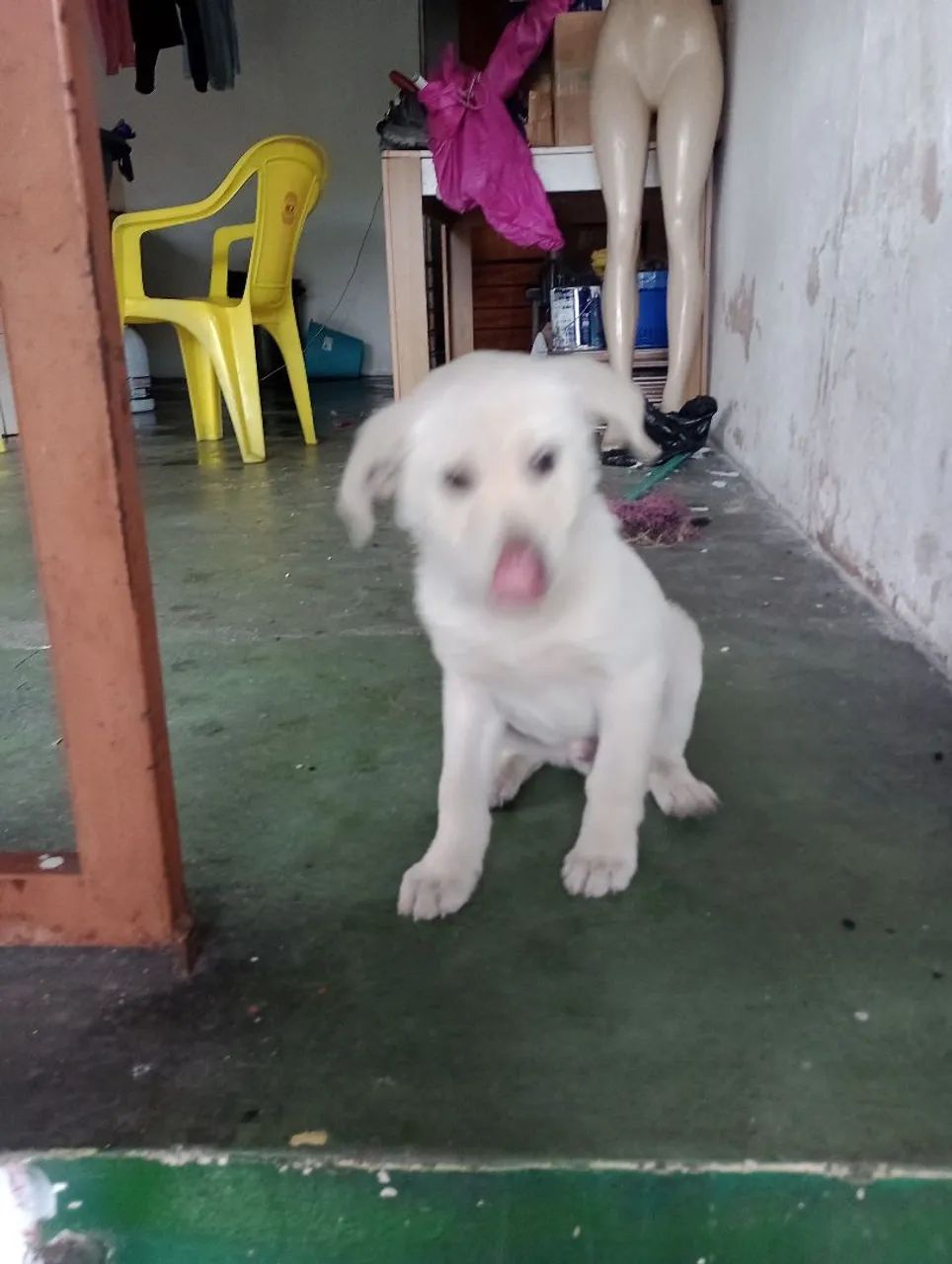 Filhote de cachorro branco - Foto 5