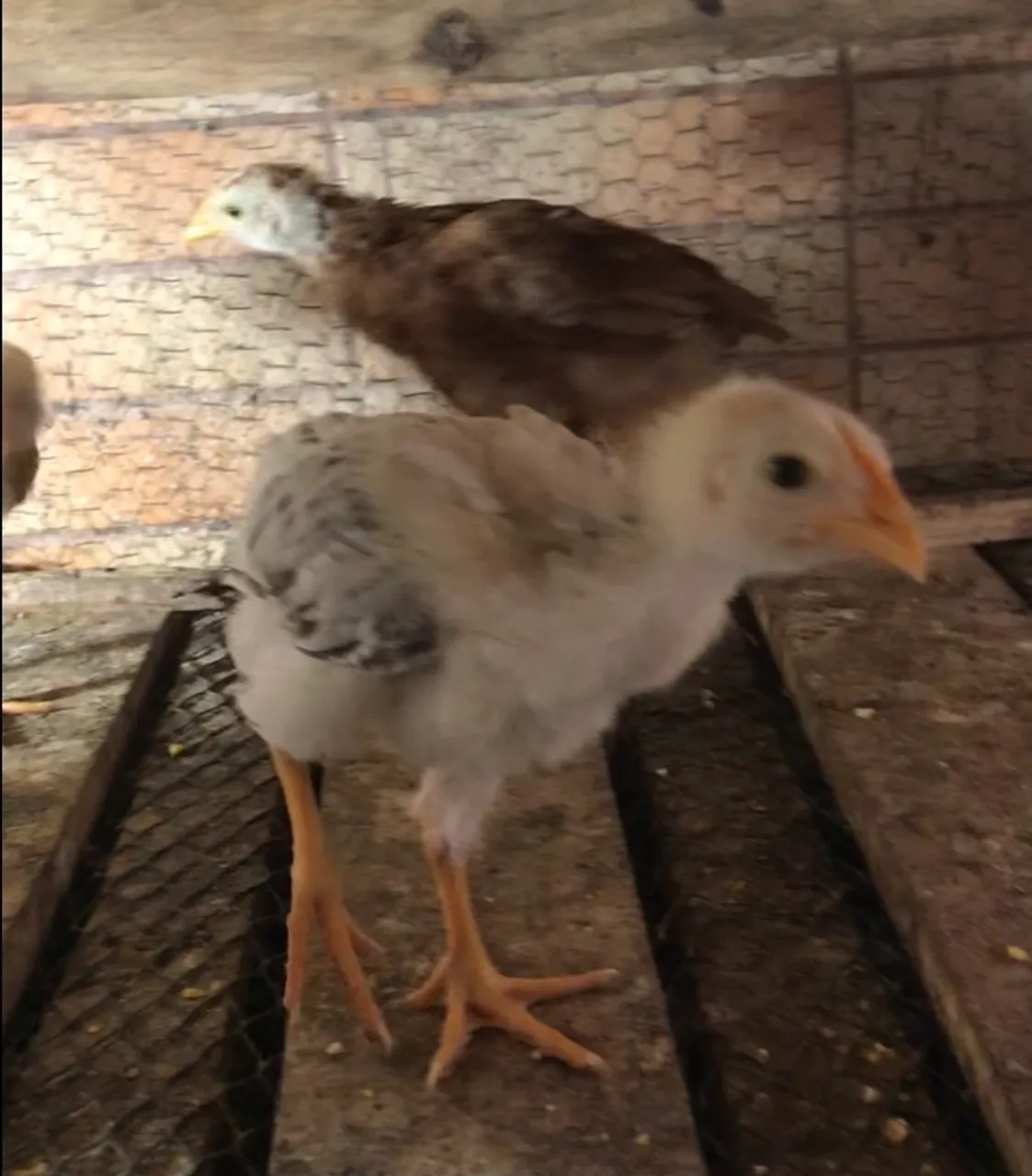 Pintinhos Mestiços Índio x Caipira 