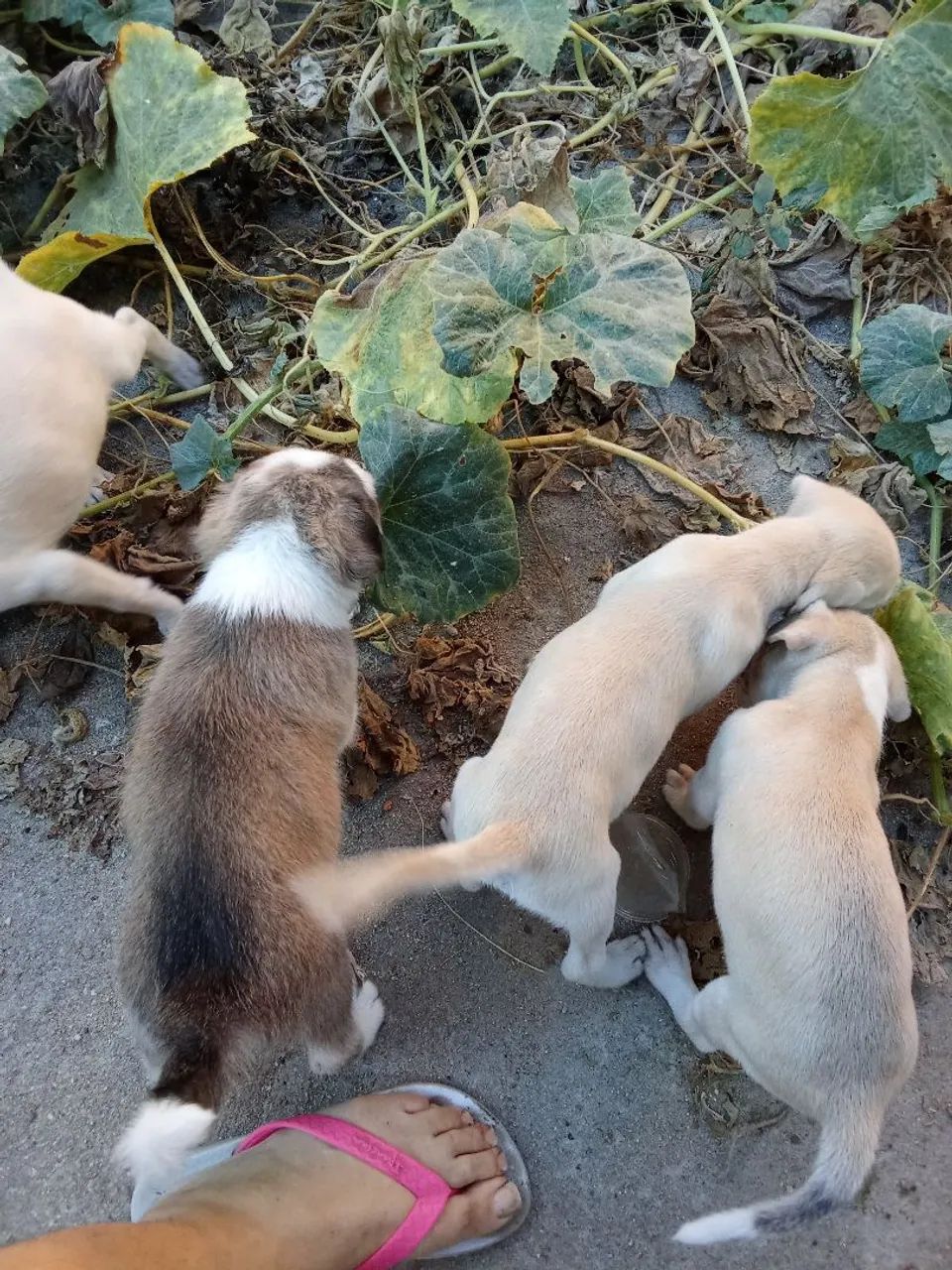 Filhotes de cachorro pra adoção  - Foto 2