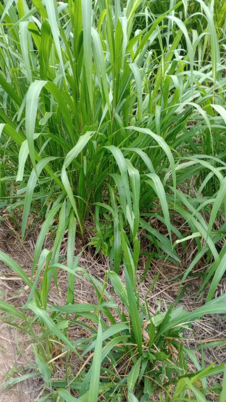 Fazenda 400 Ha Asfalto Energia Água Internet Região Desenvolvida - Foto 4