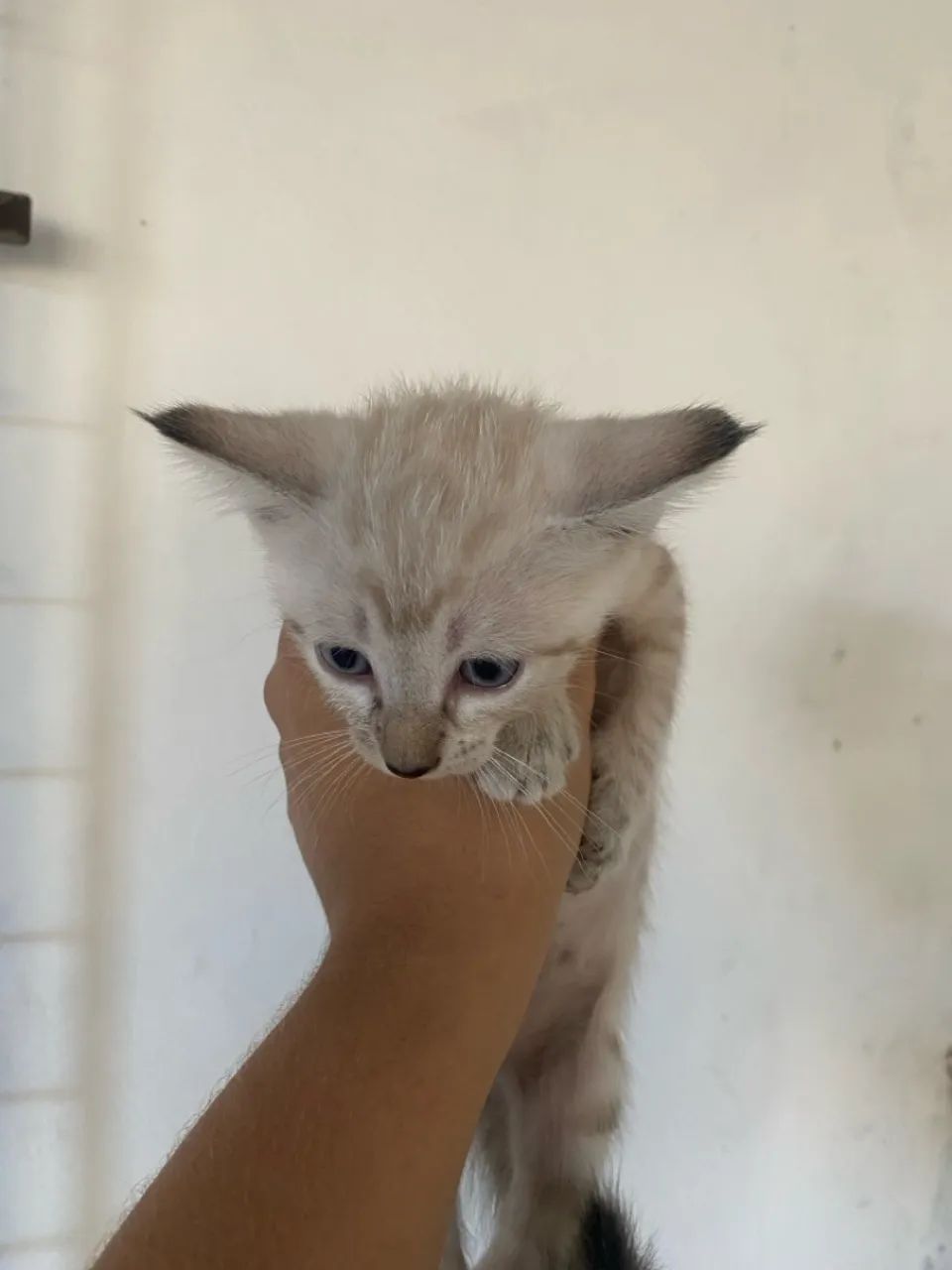 Gatinho filhote para adoção