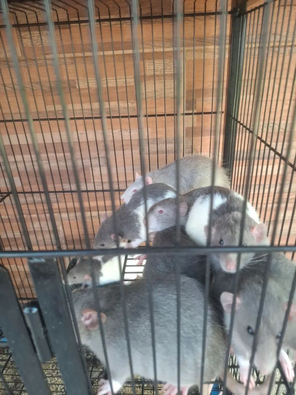 Ratos twister - Foto 2