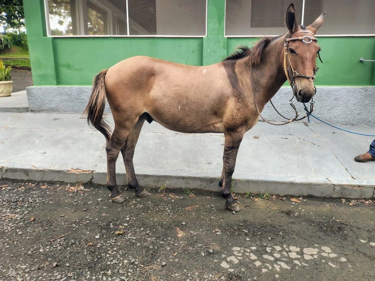 Burro